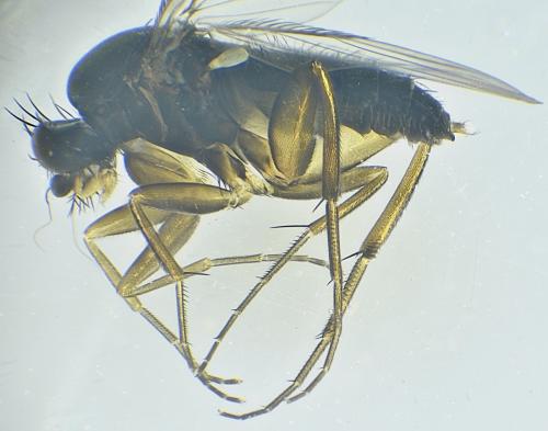 Réf. 355 203 : Dohrniphora cornuta